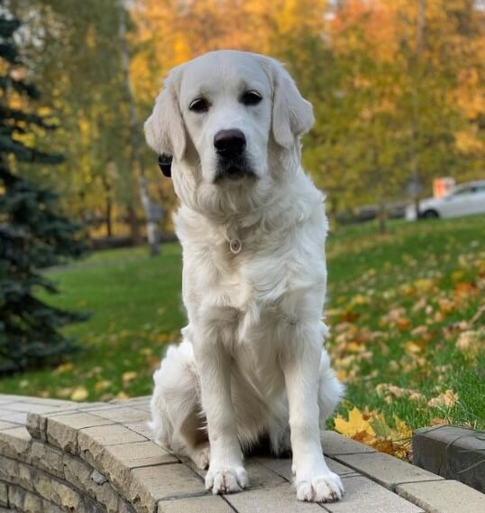 Golden Retrievers: Intelligent Family Companions 23