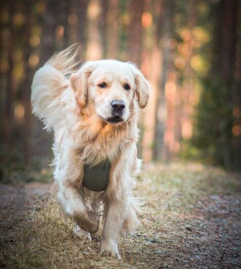 Golden Retrievers: Intelligent Family Companions 27