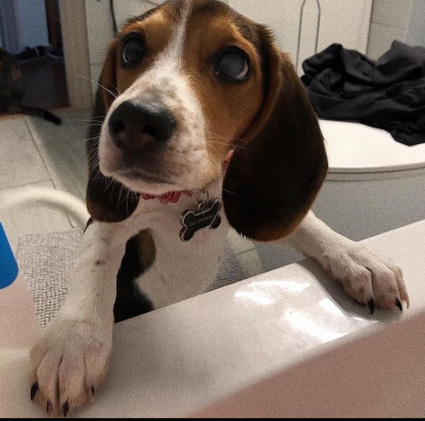 15 Pictures That Prove Beagles Are Perfect Weirdos 10 15 Pictures That Prove Beagles Are Perfect Weirdos 10