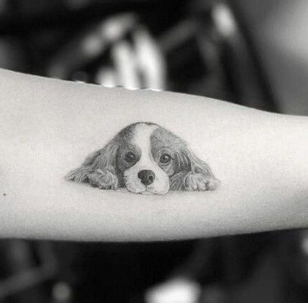 15 Ideas for a Springer Spaniel Tattoo 11