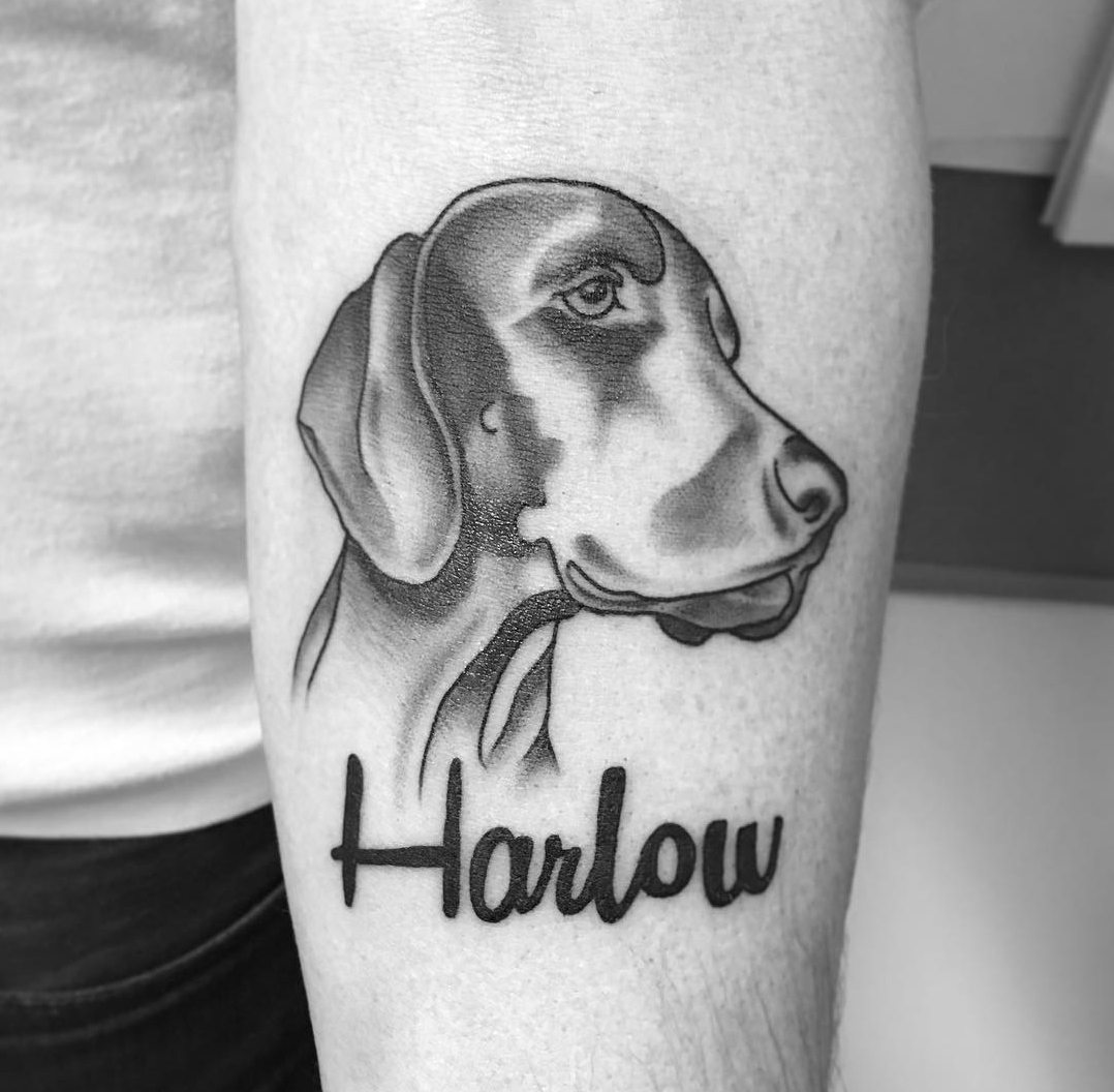 15 Ideas for a Weimaraner Tattoo 9