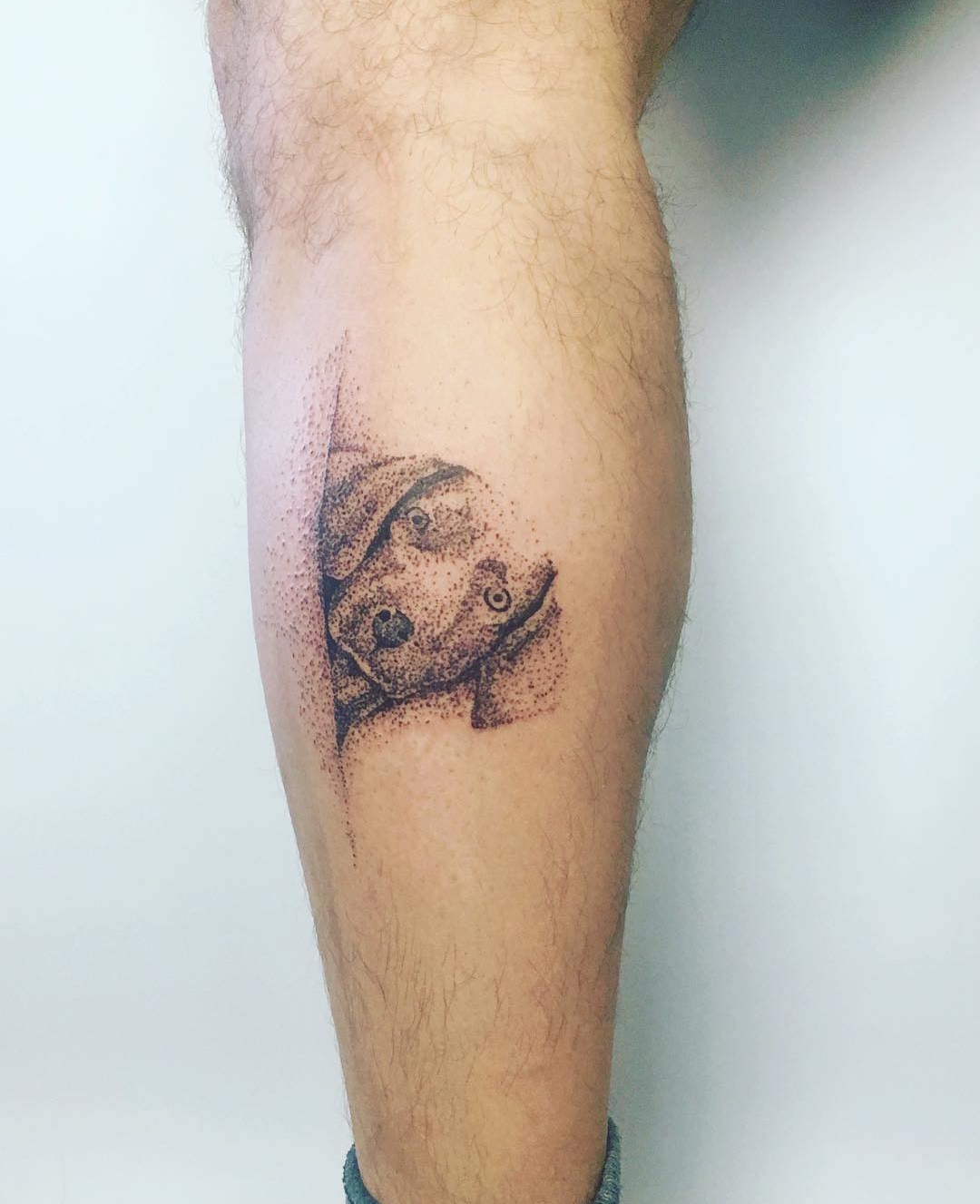 15 Ideas for a Weimaraner Tattoo 11