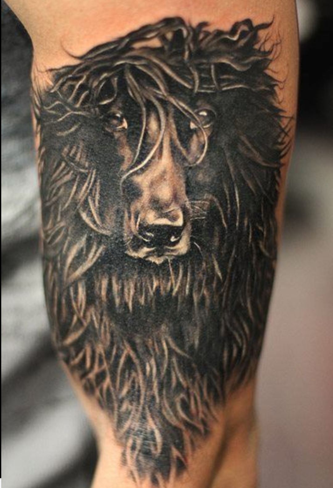 15 Afghan Hound Tattoo Ideas 10