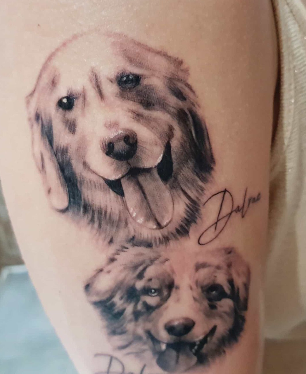15 Australian Shepherd Tattoo Ideas 11