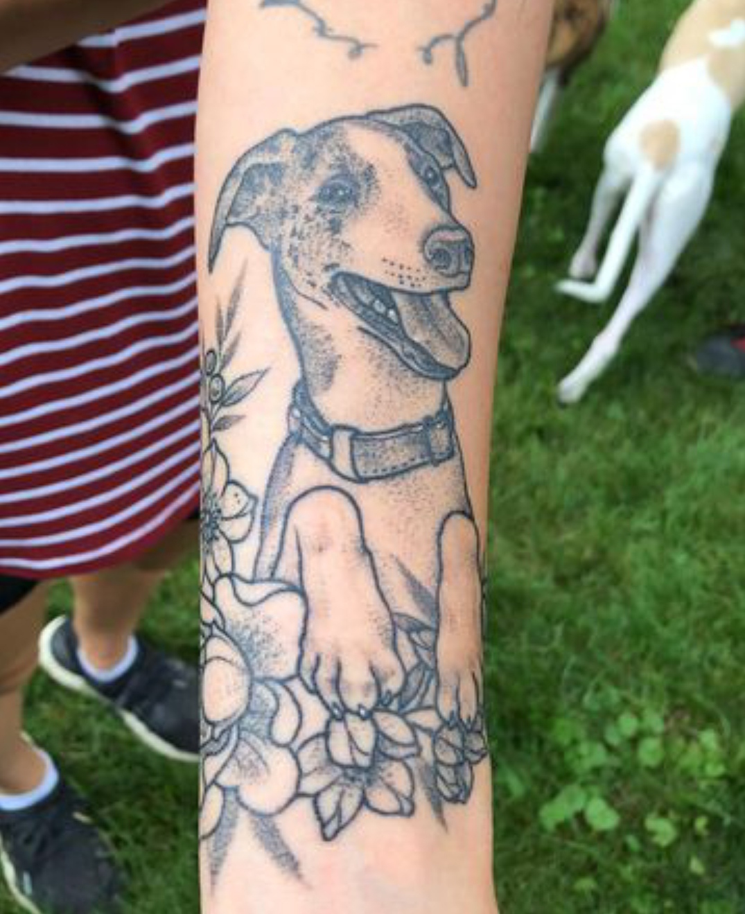15 Ideas for Whippet Tattoo 11