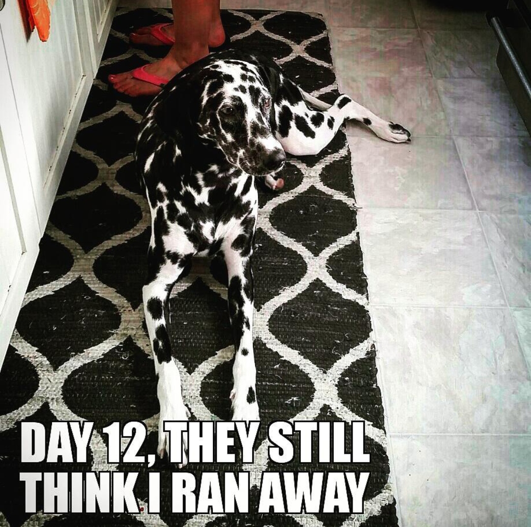 15 Funny Dalmatian Memes To Make Your Day 10
