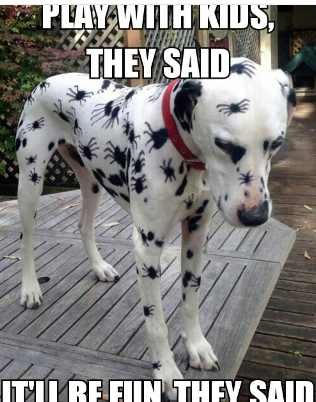 15 Funny Dalmatian Memes To Make Your Day 11 15 Funny Dalmatian Memes To Make Your Day 11