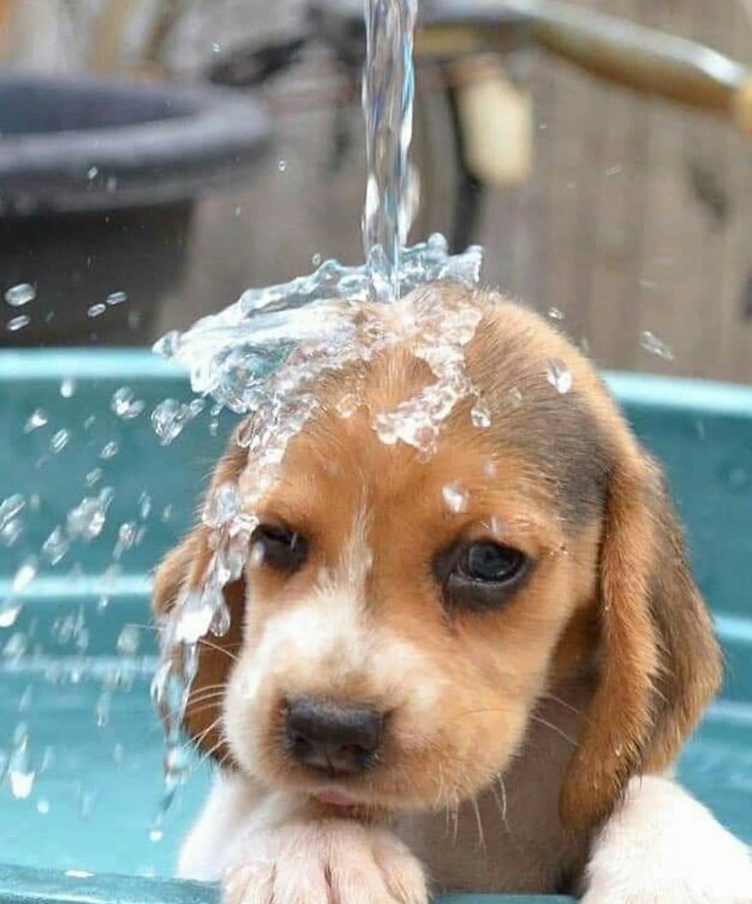 15 Reasons Why You Should Never Own Beagles 11 15 Reasons Why You Should Never Own Beagles 11