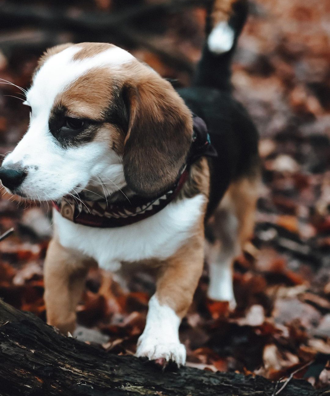 15 Reasons Why You Should Never Own Beagles 9