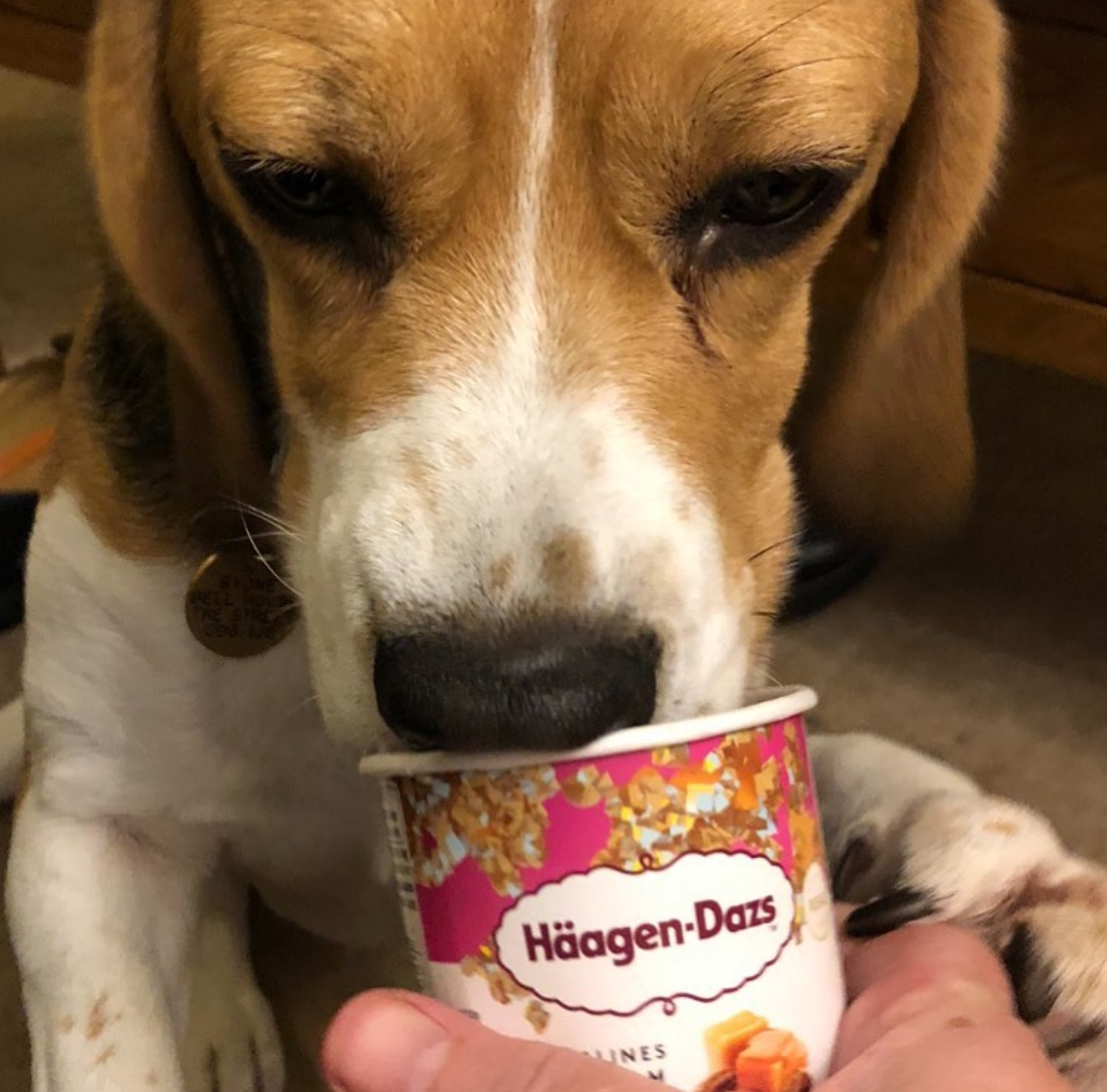 15 Reasons Why You Should Never Own Beagles 10