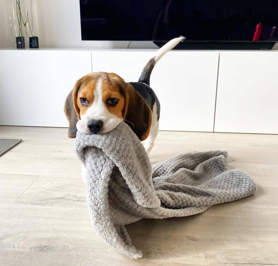 15 Reasons Why You Should Never Own Beagles 11 15 Reasons Why You Should Never Own Beagles 11