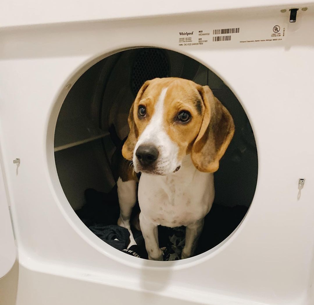 15 Reasons Why You Should Never Own Beagles 9