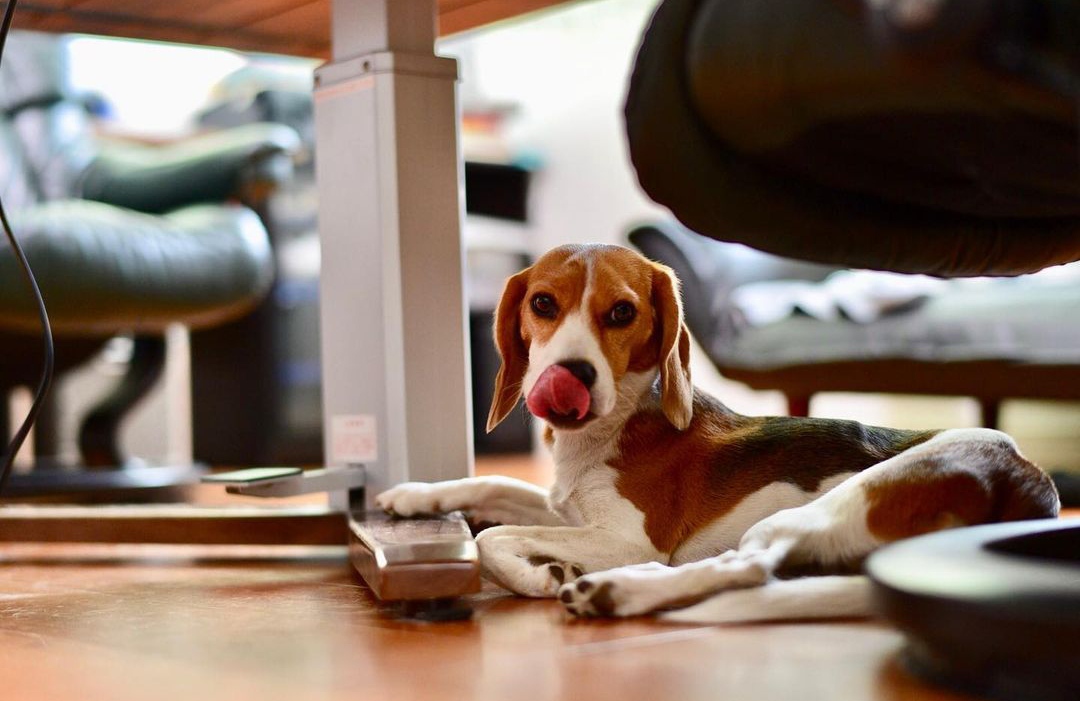 15 Reasons Why You Should Never Own Beagles 10