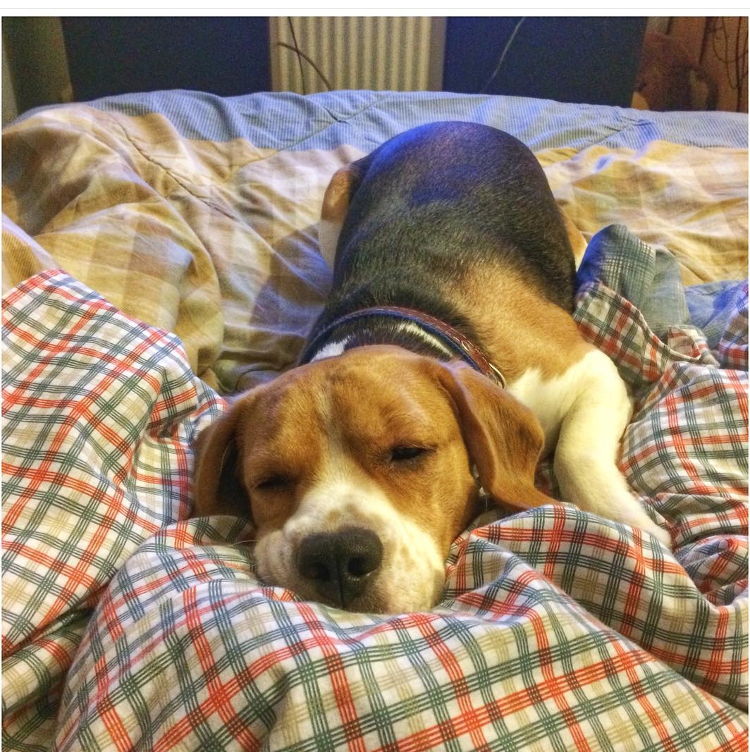 15 Reasons Why You Should Never Own Beagles 11 15 Reasons Why You Should Never Own Beagles 11