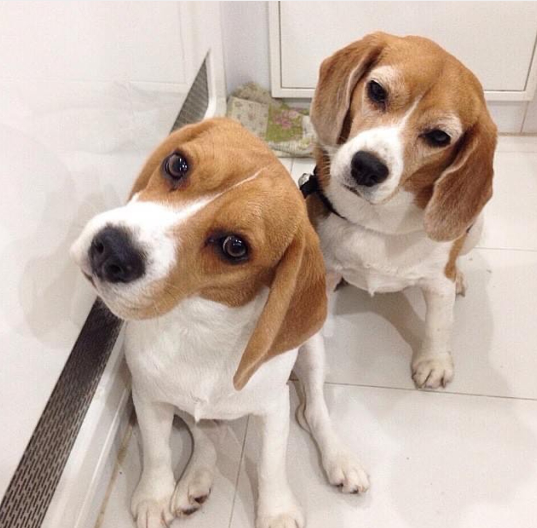 15 Reasons Why You Should Never Own Beagles 9