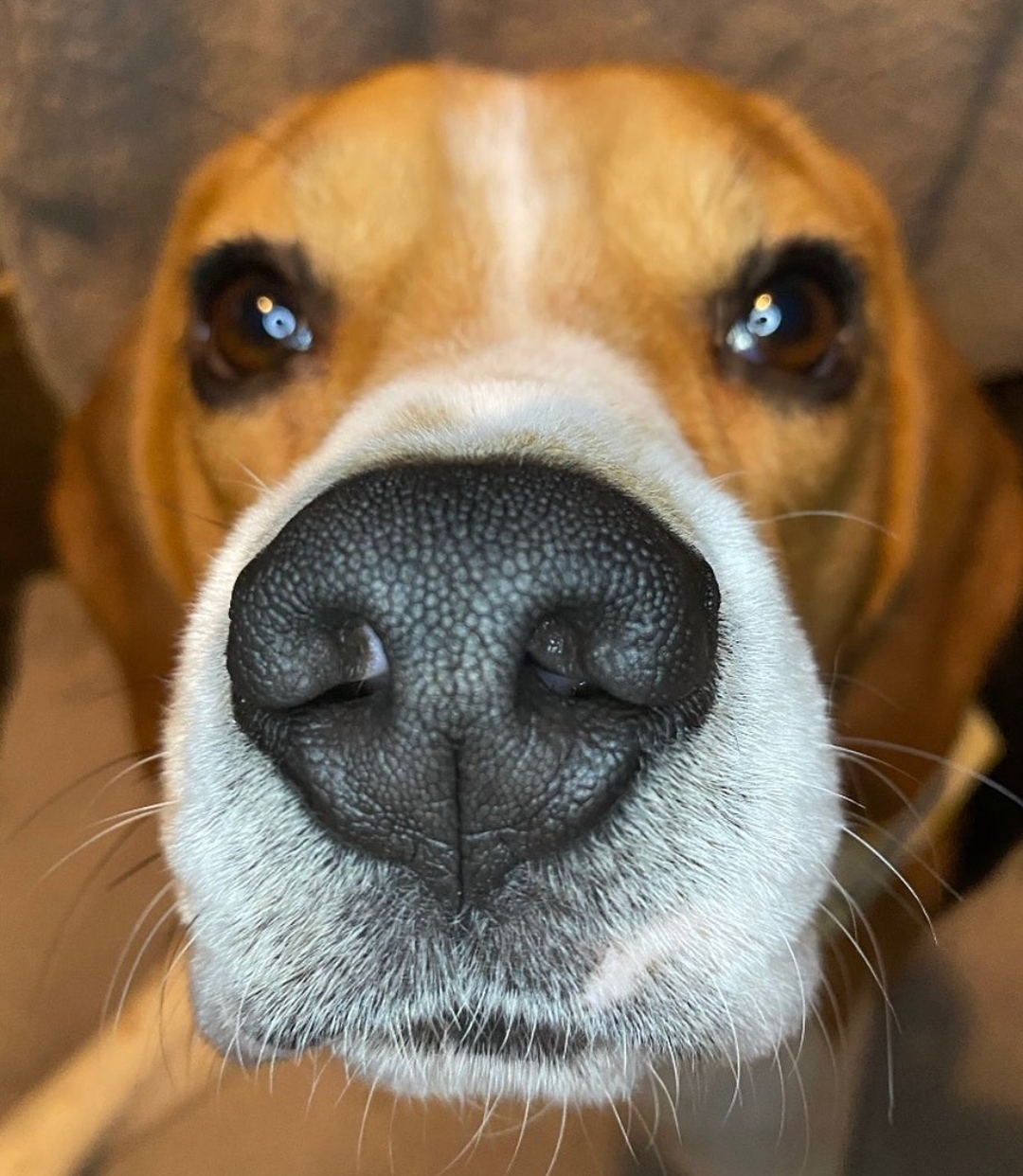 15 Reasons Why You Should Never Own Beagles 11 15 Reasons Why You Should Never Own Beagles 11