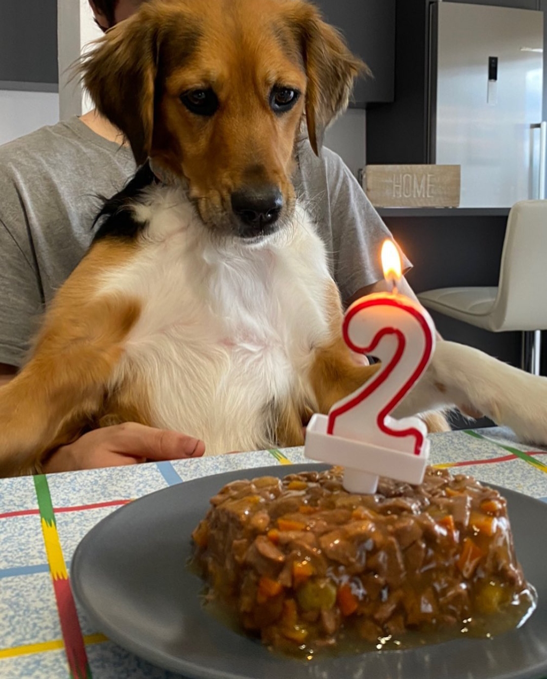 15 Reasons Why You Should Never Own Beagles 9