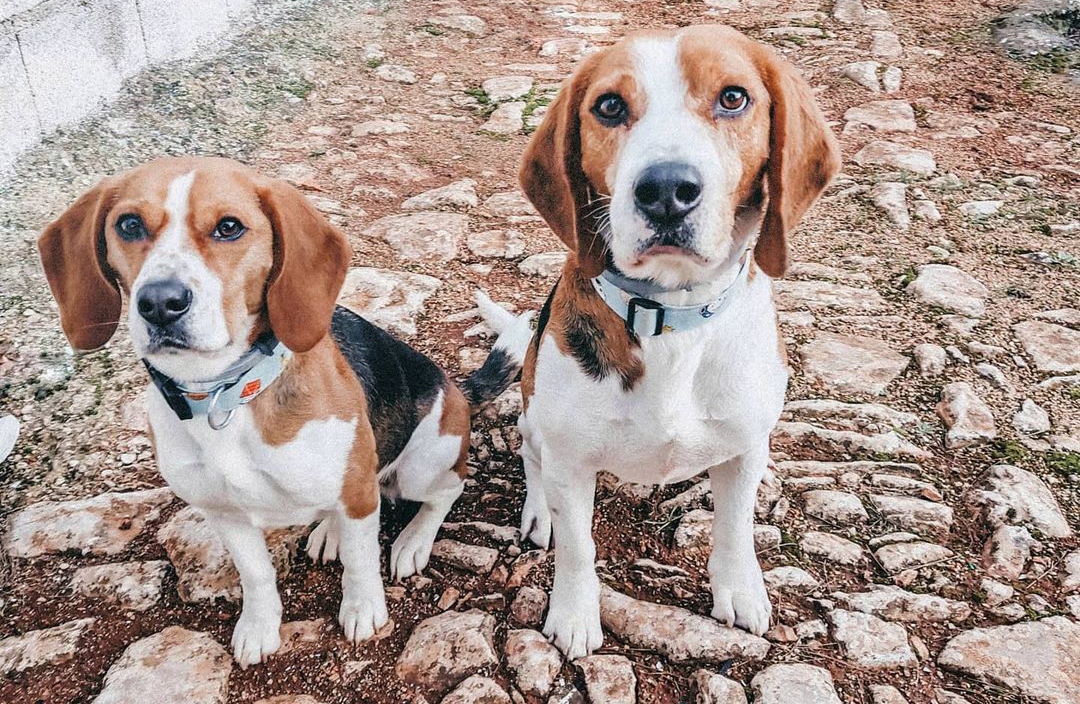 15 Reasons Why You Should Never Own Beagles 11 15 Reasons Why You Should Never Own Beagles 11