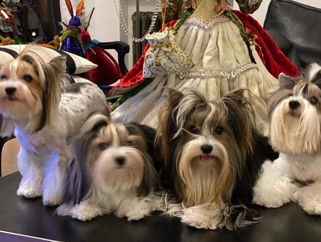 15 Reasons Why You Should Never Own Yorkies 9