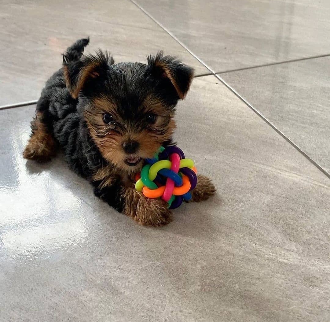 15 Reasons Why You Should Never Own Yorkies 10