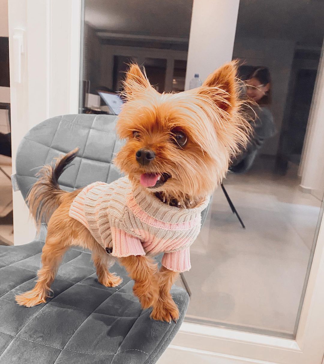 15 Reasons Why You Should Never Own Yorkies 11 15 Reasons Why You Should Never Own Yorkies 11