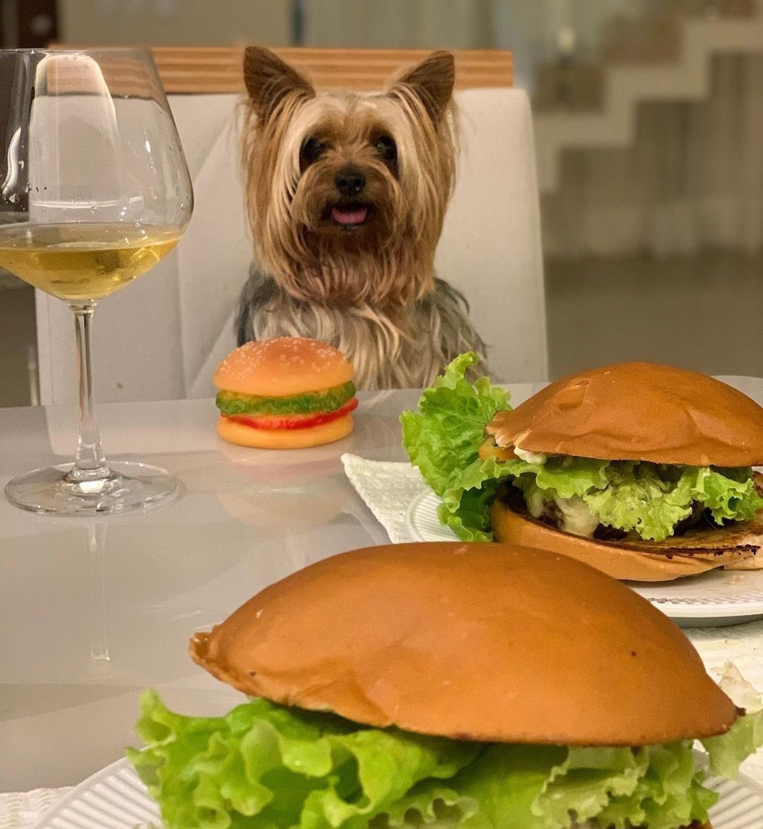 15 Reasons Why You Should Never Own Yorkies 9