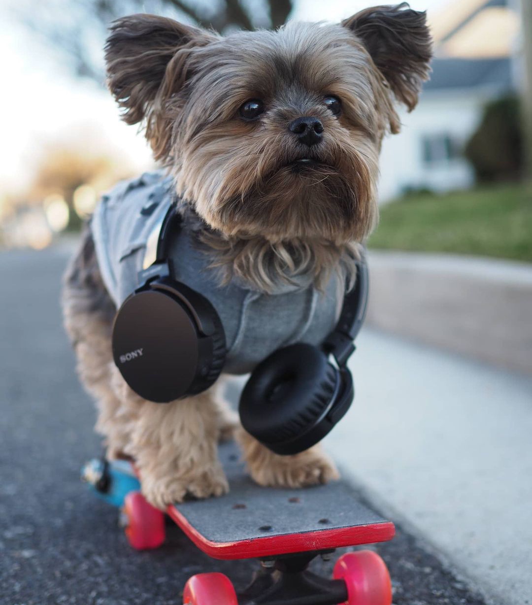 15 Reasons Why You Should Never Own Yorkies 10
