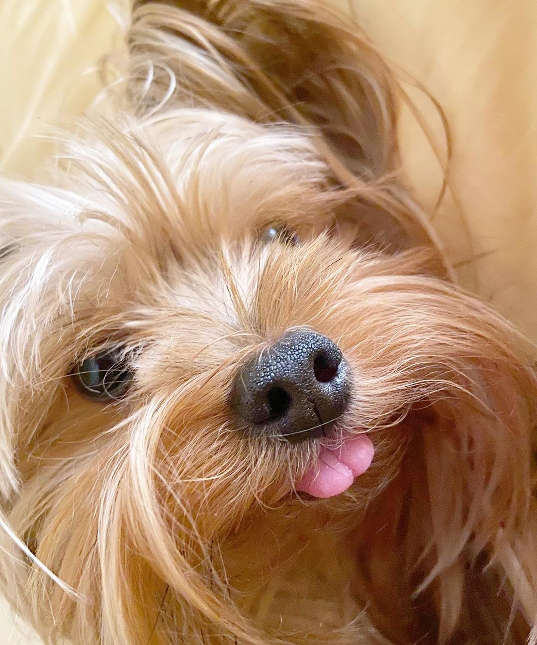 15 Reasons Why You Should Never Own Yorkies 11 15 Reasons Why You Should Never Own Yorkies 11