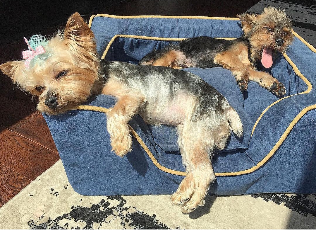15 Reasons Why You Should Never Own Yorkies 9