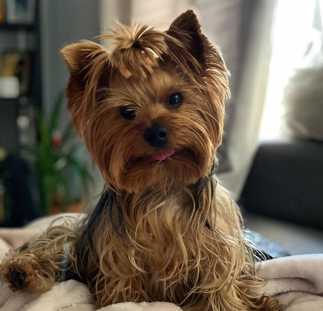 15 Reasons Why You Should Never Own Yorkies 9