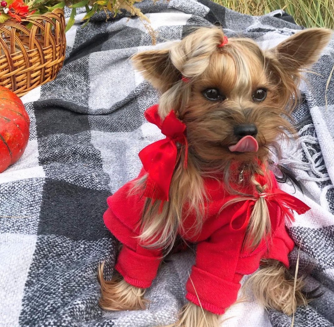 15 Reasons Why You Should Never Own Yorkies 11 15 Reasons Why You Should Never Own Yorkies 11