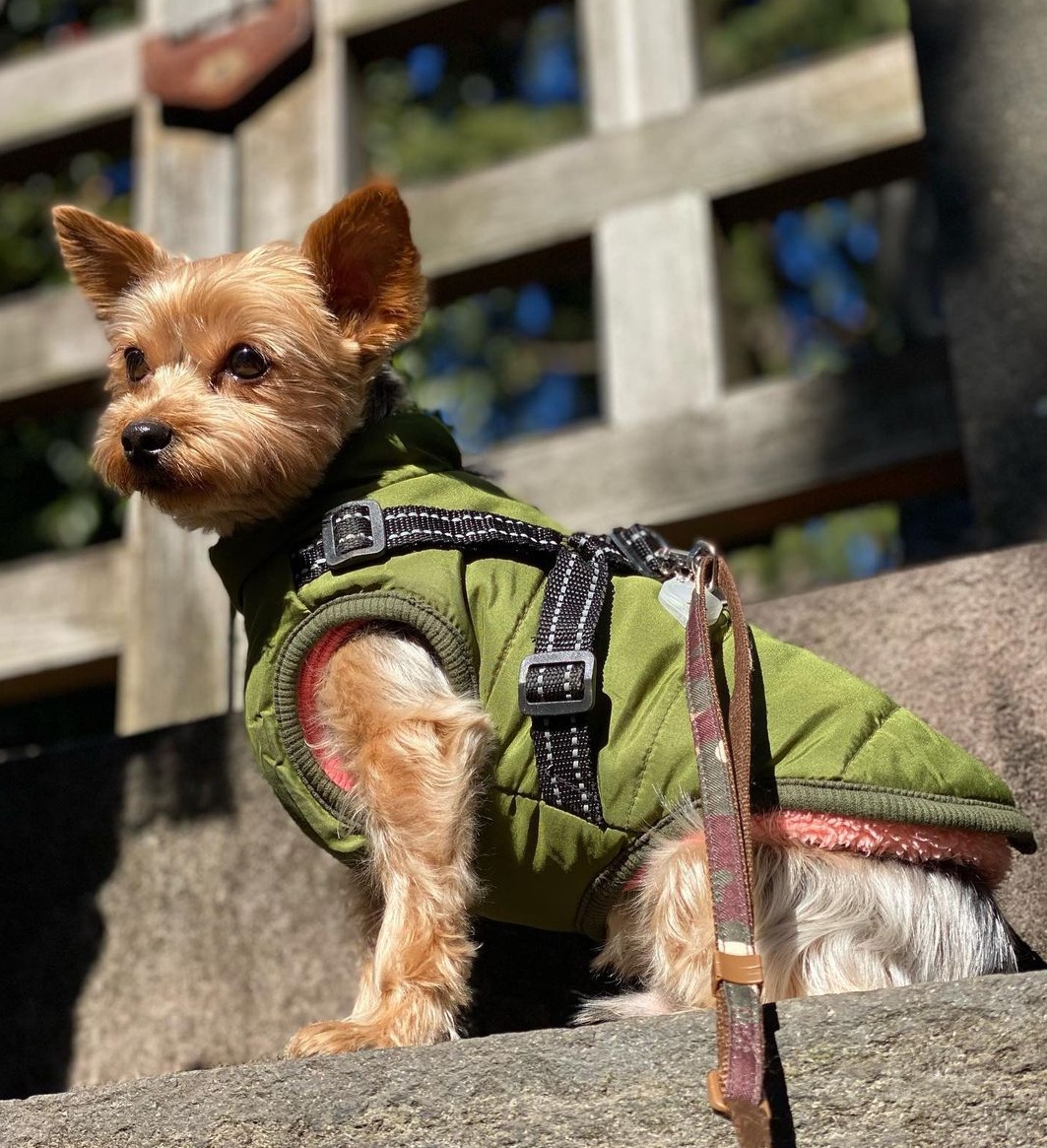 15 Reasons Why You Should Never Own Yorkies 10