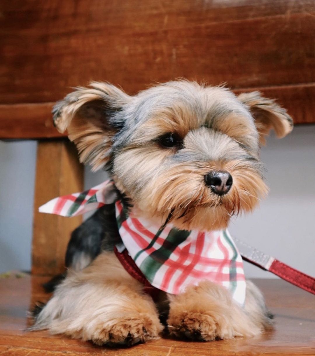 15 Reasons Why You Should Never Own Yorkies 11 15 Reasons Why You Should Never Own Yorkies 11