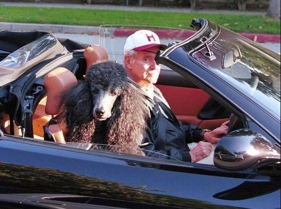 16 Celebrities Who Are Major Poodle Lovers 10