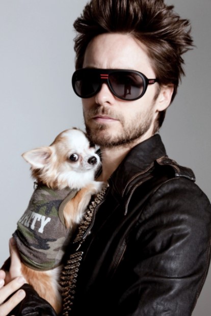 15 Celebrities Who Are Major Chihuahua Lovers 10
