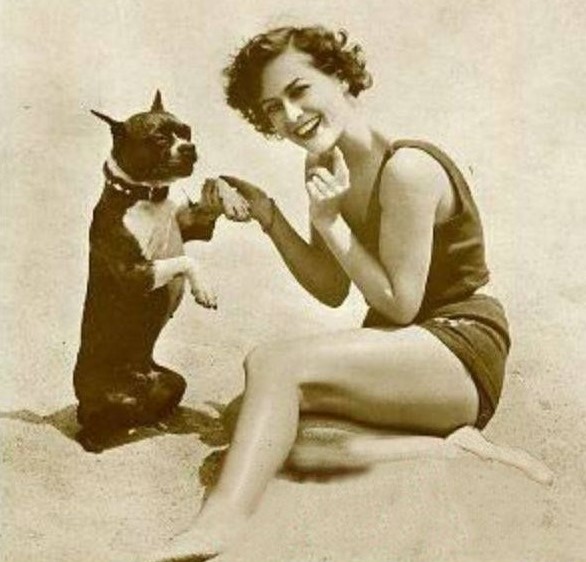 12 Celebrities Who Are Major Boston Terrier Lovers 9