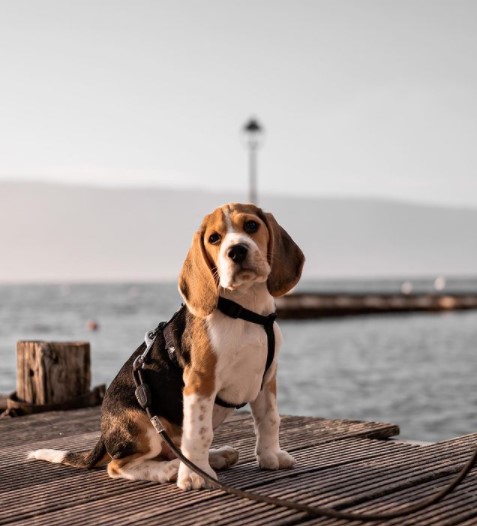 15 Pictures That Prove Beagles Are Perfect Weirdos 11 15 Pictures That Prove Beagles Are Perfect Weirdos 11