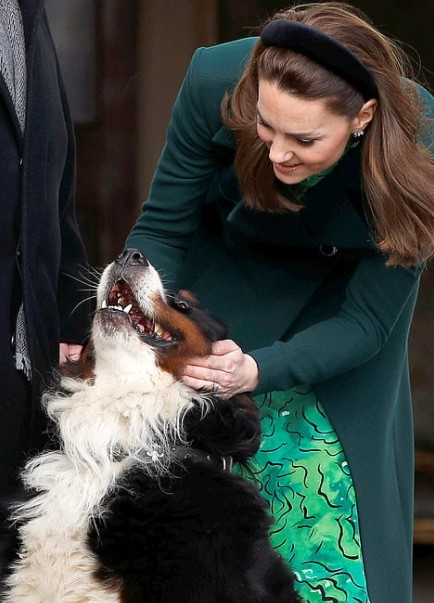 10 Celebrities Who Are Major Bernese Mountain Dog Lovers 10