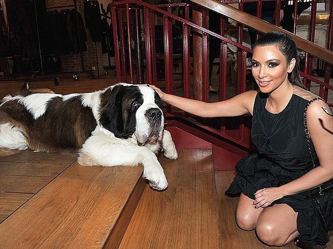 16 Celebrities Who Are Major St. Bernard Lovers 10