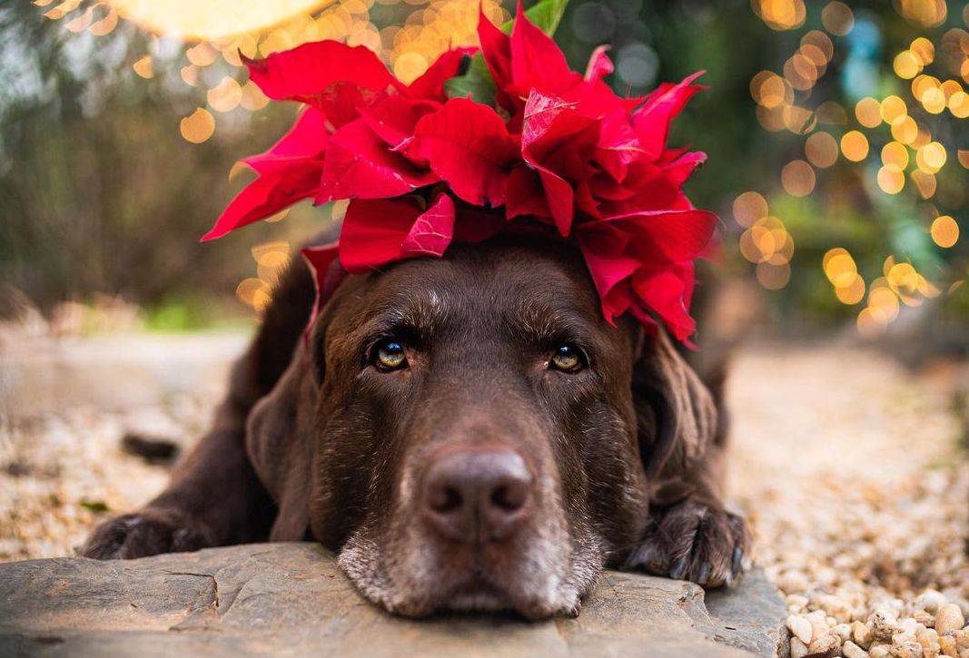 16 Cool Facts About Labradors