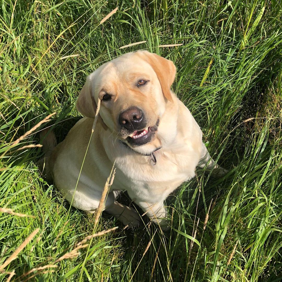 15 Interesting Facts About Labradors 47