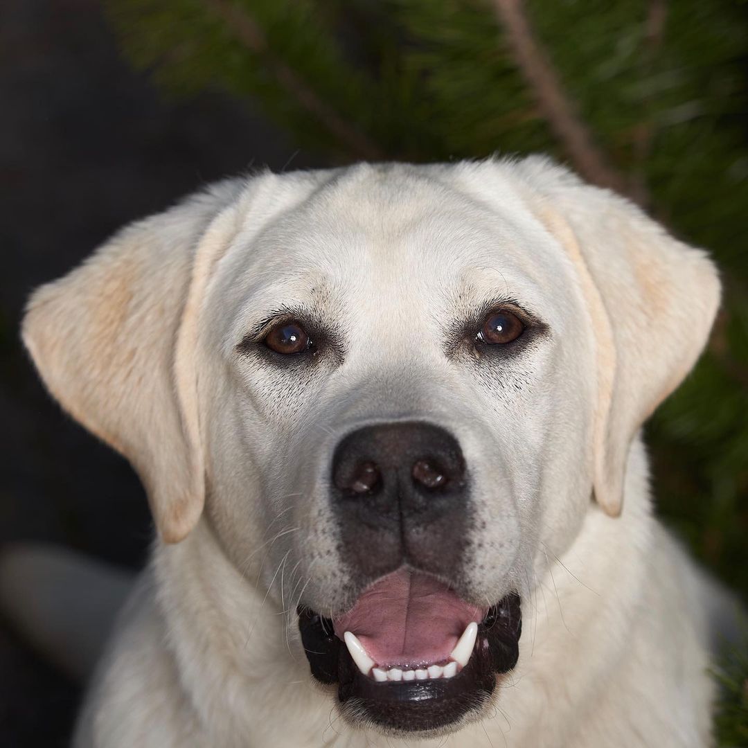 15 Interesting Facts About Labradors 45