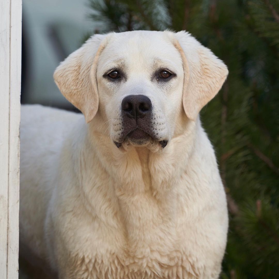 15 Interesting Facts About Labradors 44