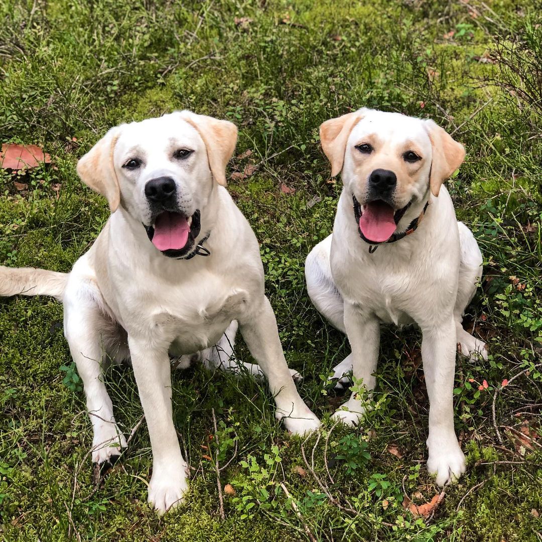 15 Interesting Facts About Labradors 43