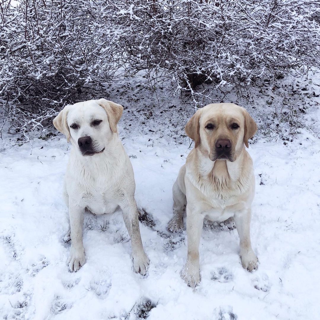 15 Interesting Facts About Labradors 40