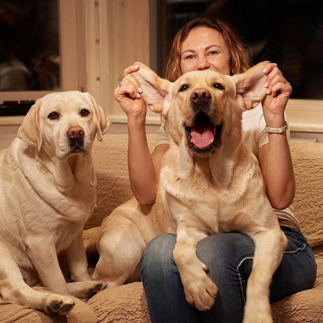 15 Interesting Facts About Labradors 39