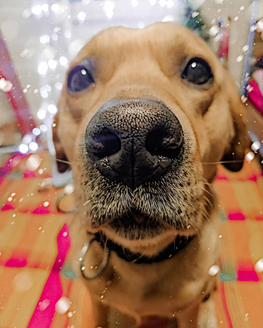 15 Interesting Facts About Labradors 38