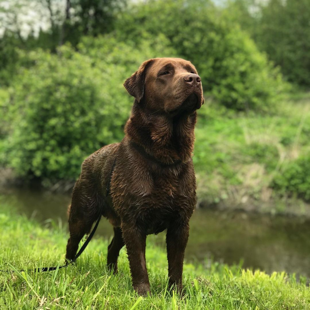 15 Interesting Facts About Labradors 37