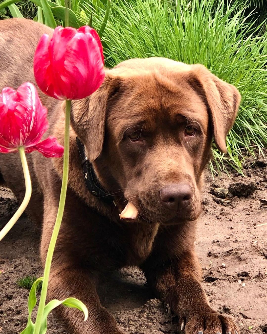 15 Interesting Facts About Labradors 36