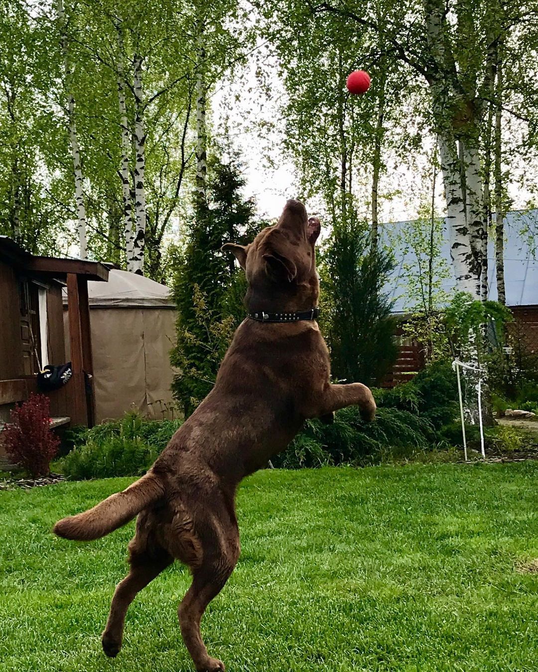 15 Interesting Facts About Labradors 35